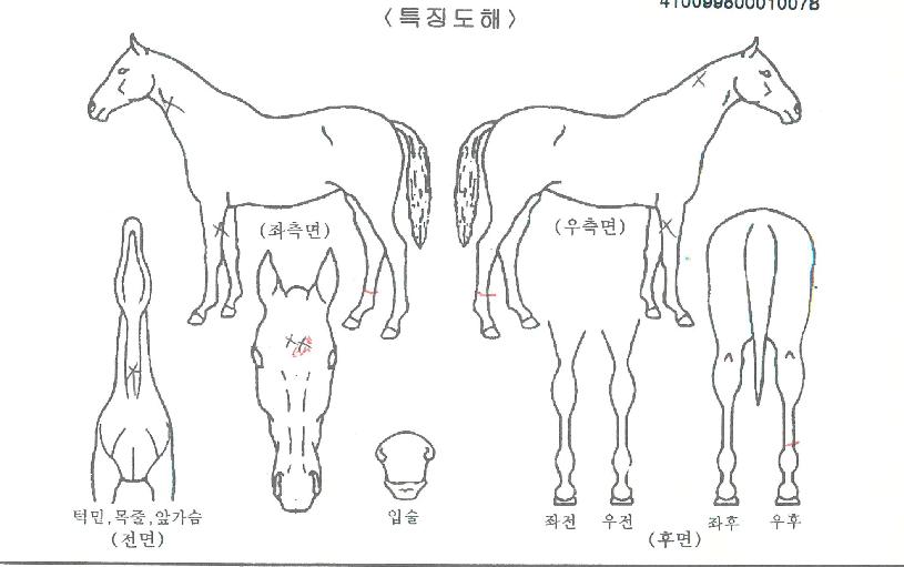 �ְ����̰��� ����,���,�޸�,�λ�,�ٸ��� Ư¡����