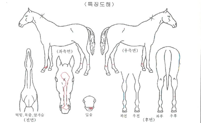 ¿Á½ºº¸ÀÌÀÇ Ãø¸é,¿ì¸é,µÞ¸é,µÎ»ó,´Ù¸®ÀÇ Æ¯Â¡µµÇØ