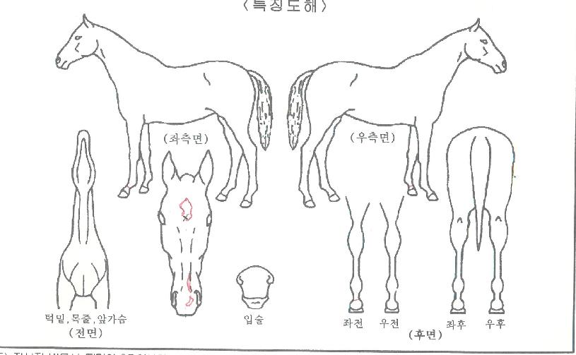 È·ÁÀÇ Ãø¸é,¿ì¸é,µÞ¸é,µÎ»ó,´Ù¸®ÀÇ Æ¯Â¡µµÇØ