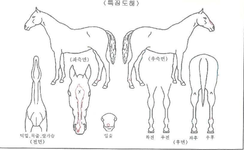 �ְ���ġ�� ����,���,�޸�,�λ�,�ٸ��� Ư¡����