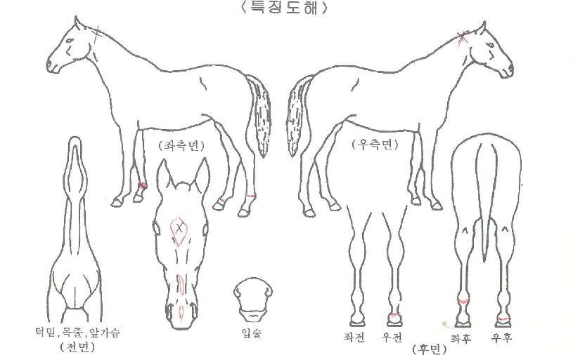 »õ¹°°áÀÇÆÄµµÀÇ Ãø¸é,¿ì¸é,µÞ¸é,µÎ»ó,´Ù¸®ÀÇ Æ¯Â¡µµÇØ