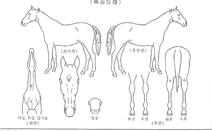 ���̸Ӵ��� ����,���,�޸�,�λ�,�ٸ��� Ư¡����