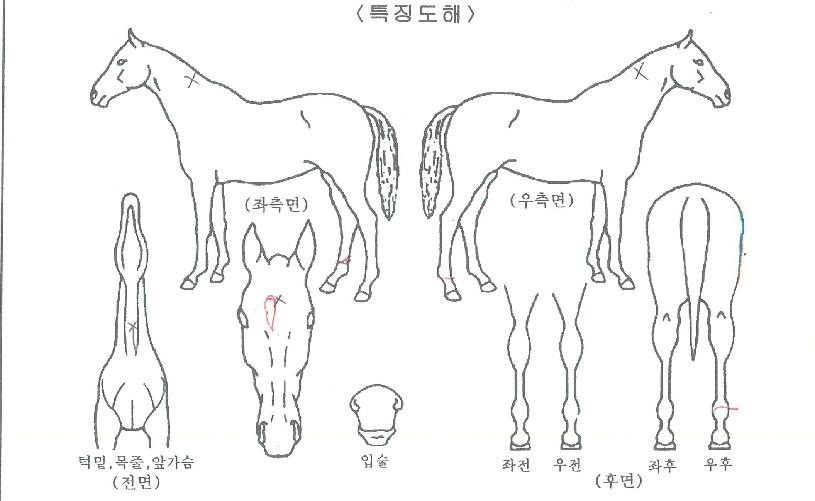 ��ũ��Ÿ�� ����,���,�޸�,�λ�,�ٸ��� Ư¡����