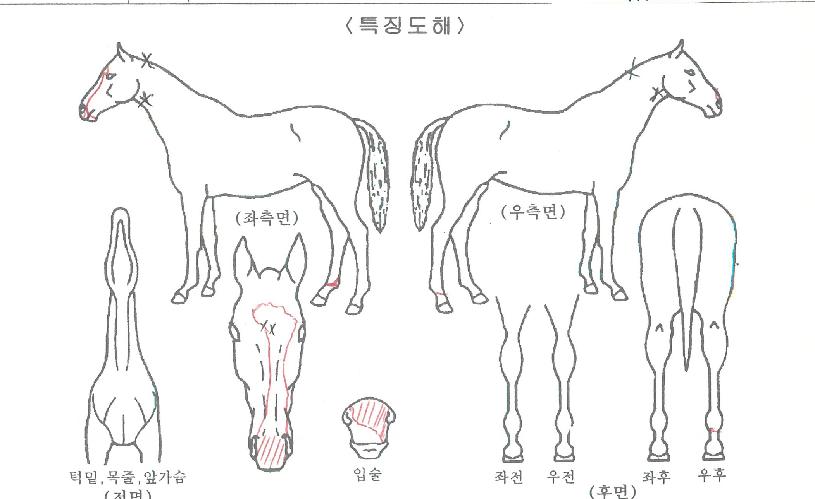 ¸¶Å©¿¡À̽ºÀÇ Ãø¸é,¿ì¸é,µÞ¸é,µÎ»ó,´Ù¸®ÀÇ Æ¯Â¡µµÇØ