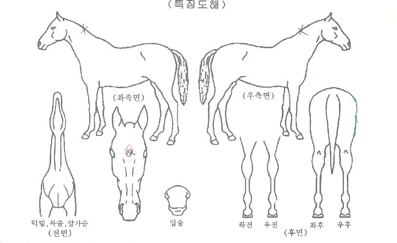 ·°Å°¾ËÆÄÀÇ Ãø¸é,¿ì¸é,µÞ¸é,µÎ»ó,´Ù¸®ÀÇ Æ¯Â¡µµÇØ