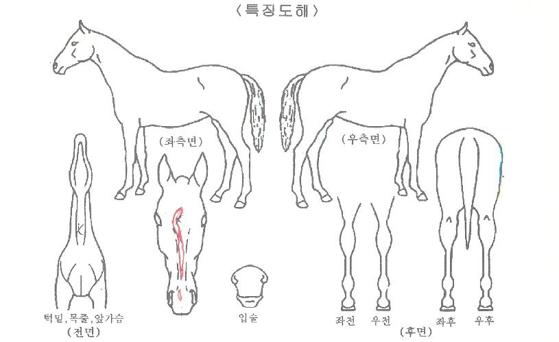 ��η�Ű�� ����,���,�޸�,�λ�,�ٸ��� Ư¡����