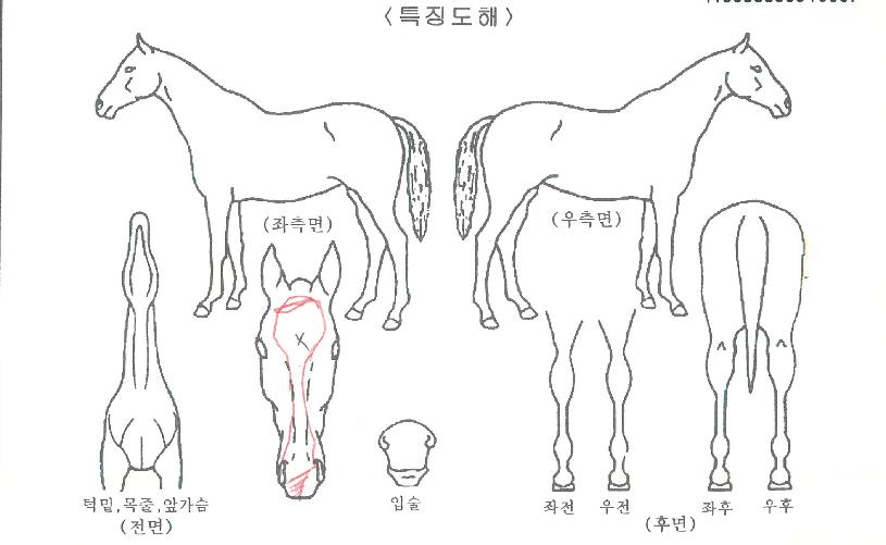 ´ÙÀ̳ª¹ÍŸ¿îÀÇ Ãø¸é,¿ì¸é,µÞ¸é,µÎ»ó,´Ù¸®ÀÇ Æ¯Â¡µµÇØ