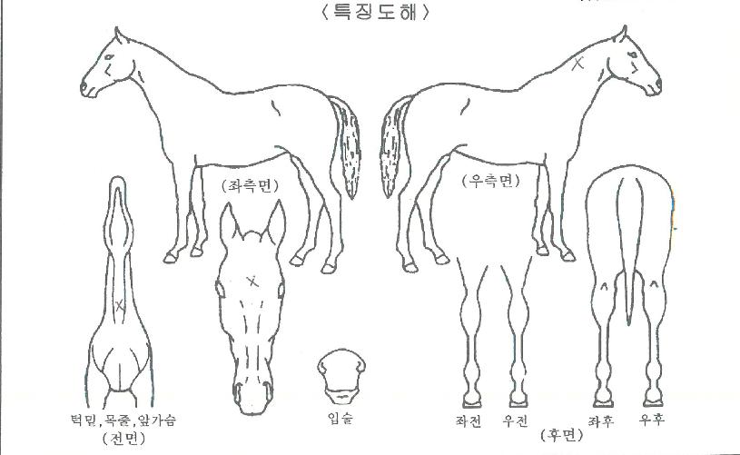 ���ŷ�� ����,���,�޸�,�λ�,�ٸ��� Ư¡����