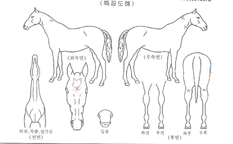¹éÁ¦ÀDzÞÀÇ Ãø¸é,¿ì¸é,µÞ¸é,µÎ»ó,´Ù¸®ÀÇ Æ¯Â¡µµÇØ