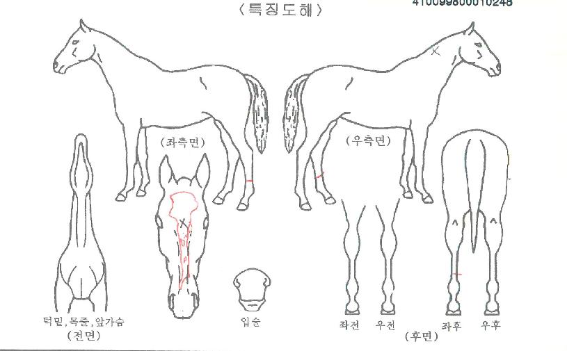 ���̿���Ǯ�� ����,���,�޸�,�λ�,�ٸ��� Ư¡����