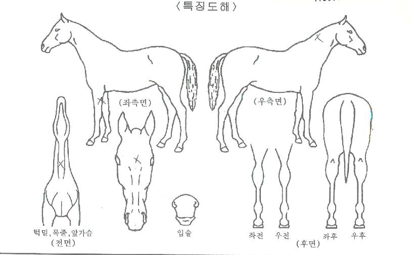 Å·À¯´ÏÄÜÀÇ Ãø¸é,¿ì¸é,µÞ¸é,µÎ»ó,´Ù¸®ÀÇ Æ¯Â¡µµÇØ