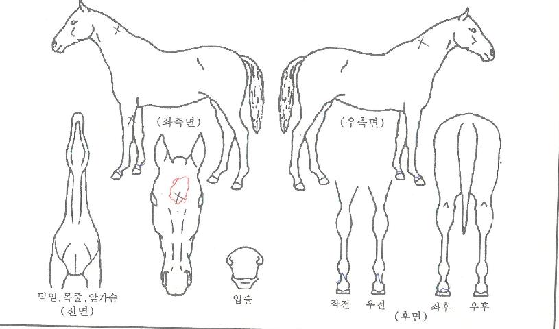 »õ·Î¿îÆÄƼÀÇ Ãø¸é,¿ì¸é,µÞ¸é,µÎ»ó,´Ù¸®ÀÇ Æ¯Â¡µµÇØ