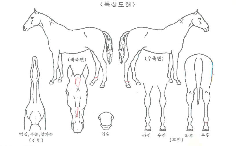 �Ͽ�����ڸ��� ����,���,�޸�,�λ�,�ٸ��� Ư¡����