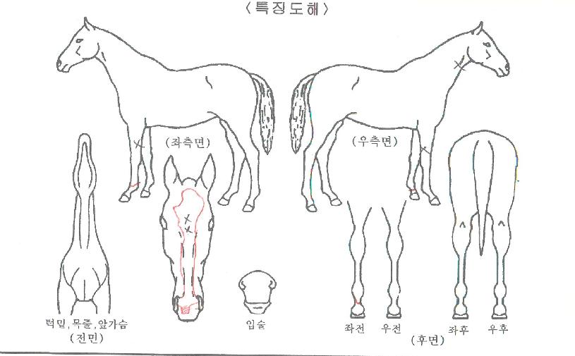 ¼¿·´ÀÚ¸¶ÀÇ Ãø¸é,¿ì¸é,µÞ¸é,µÎ»ó,´Ù¸®ÀÇ Æ¯Â¡µµÇØ