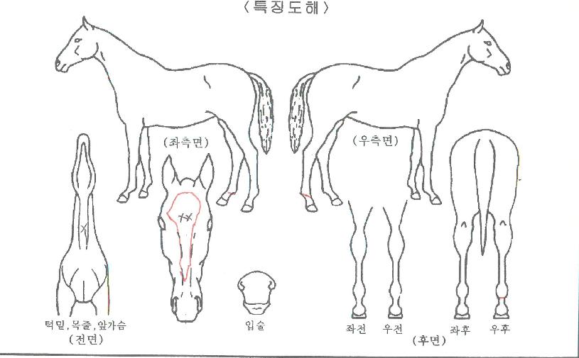 �ǿ���������� ����,���,�޸�,�λ�,�ٸ��� Ư¡����