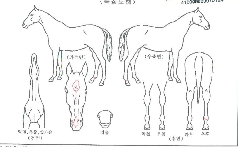 º»ÅõºòÅ丮ÀÇ Ãø¸é,¿ì¸é,µÞ¸é,µÎ»ó,´Ù¸®ÀÇ Æ¯Â¡µµÇØ