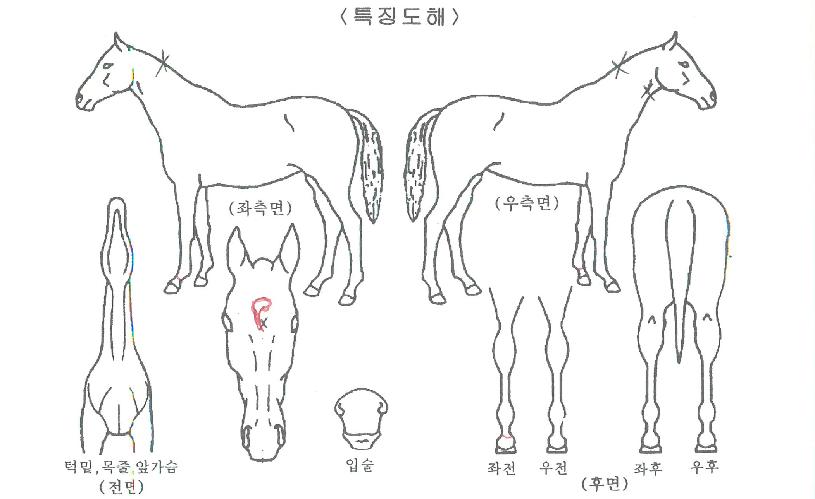 ¿À¸Þ°¡°ÉÀÇ Ãø¸é,¿ì¸é,µÞ¸é,µÎ»ó,´Ù¸®ÀÇ Æ¯Â¡µµÇØ