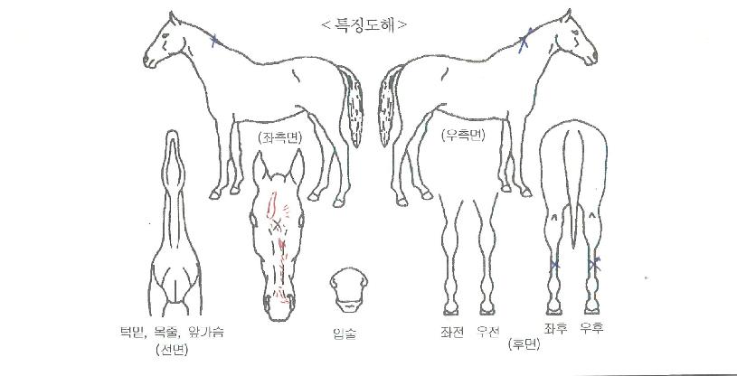 µ¥¸®¾ÈÇöóÀÌÀÇ Ãø¸é,¿ì¸é,µÞ¸é,µÎ»ó,´Ù¸®ÀÇ Æ¯Â¡µµÇØ