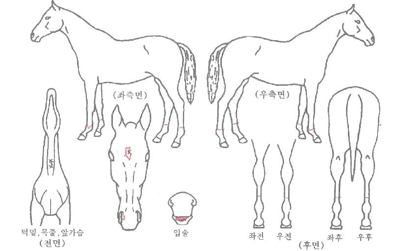 �����ö����� ����,���,�޸�,�λ�,�ٸ��� Ư¡����