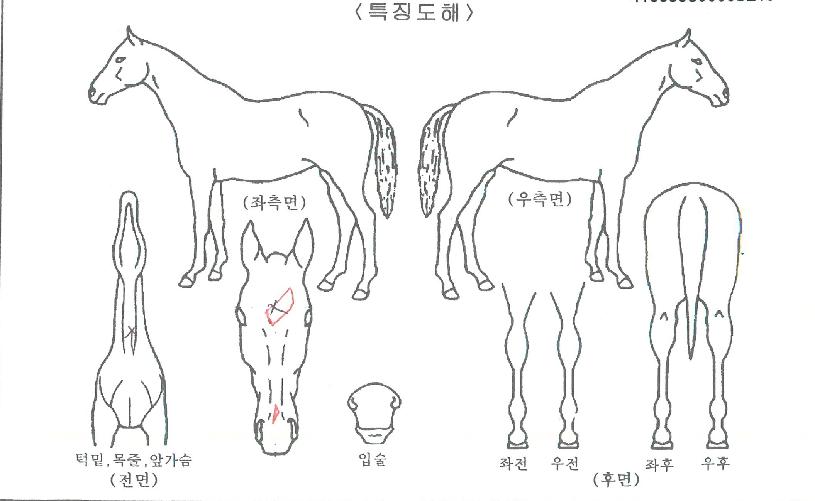 ���Ҹ��� ����,���,�޸�,�λ�,�ٸ��� Ư¡����