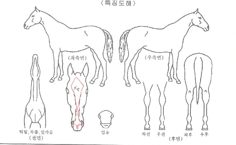 ¿ì½Â´ë·ÎÀÇ Ãø¸é,¿ì¸é,µÞ¸é,µÎ»ó,´Ù¸®ÀÇ Æ¯Â¡µµÇØ