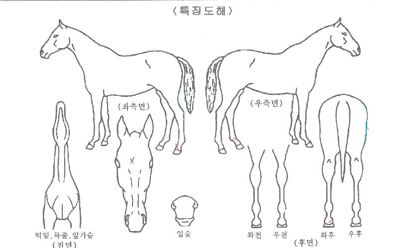 ·çÀÌ»çÀÇ Ãø¸é,¿ì¸é,µÞ¸é,µÎ»ó,´Ù¸®ÀÇ Æ¯Â¡µµÇØ