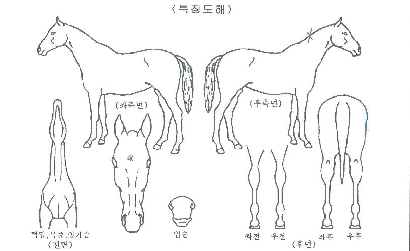 ¸Ó½ºÅ¶·¹À̵ðÀÇ Ãø¸é,¿ì¸é,µÞ¸é,µÎ»ó,´Ù¸®ÀÇ Æ¯Â¡µµÇØ
