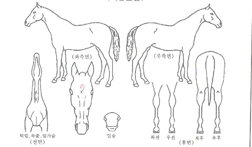 °í½ºÆ®ºô¸®ÁöÀÇ Ãø¸é,¿ì¸é,µÞ¸é,µÎ»ó,´Ù¸®ÀÇ Æ¯Â¡µµÇØ