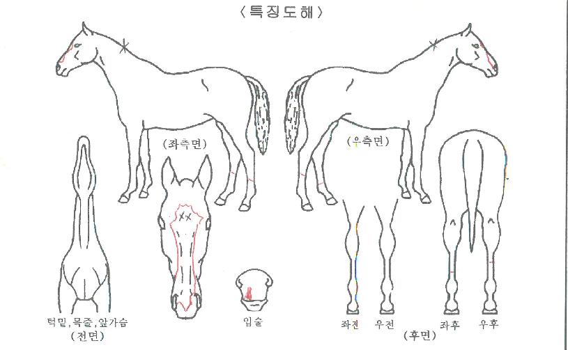 �����Ǻ��ڸ��� ����,���,�޸�,�λ�,�ٸ��� Ư¡����