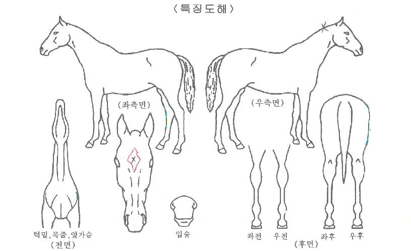 ���������� ����,���,�޸�,�λ�,�ٸ��� Ư¡����