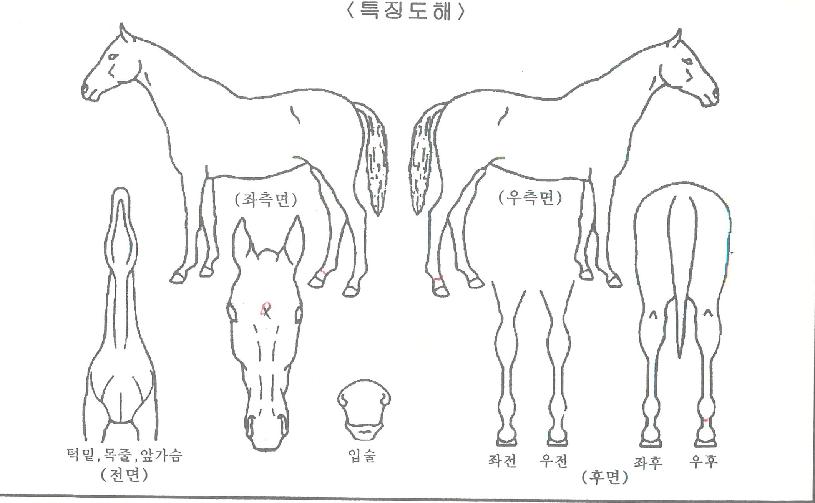 ���۷��ڸ��� ����,���,�޸�,�λ�,�ٸ��� Ư¡����