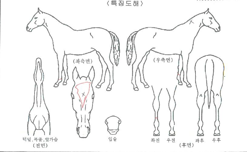 ŷĸð¸£ÀÇ Ãø¸é,¿ì¸é,µÞ¸é,µÎ»ó,´Ù¸®ÀÇ Æ¯Â¡µµÇØ