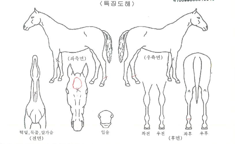 Ŭ¸°ÇÏÆ®ÀÇ Ãø¸é,¿ì¸é,µÞ¸é,µÎ»ó,´Ù¸®ÀÇ Æ¯Â¡µµÇØ