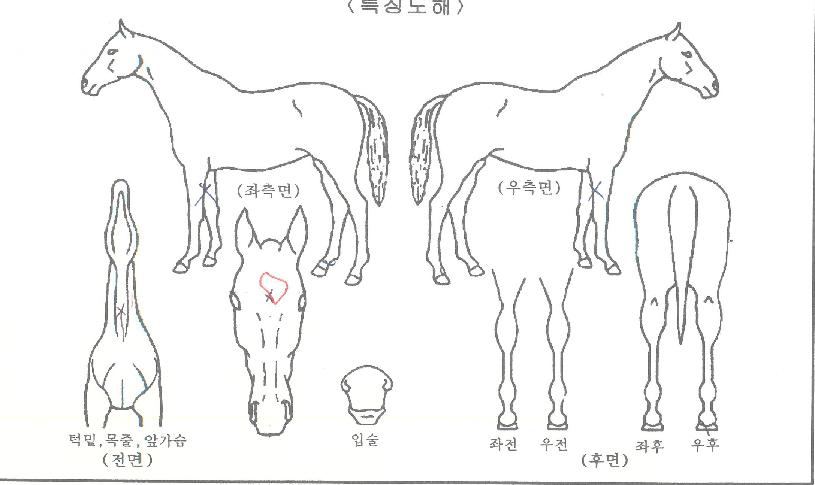 ������������ ����,���,�޸�,�λ�,�ٸ��� Ư¡����