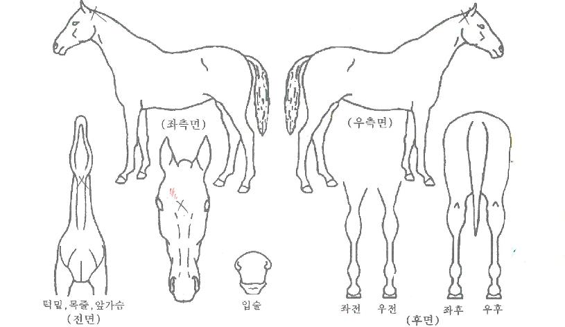 ½¬¸®¾çÁÖÀÇ Ãø¸é,¿ì¸é,µÞ¸é,µÎ»ó,´Ù¸®ÀÇ Æ¯Â¡µµÇØ