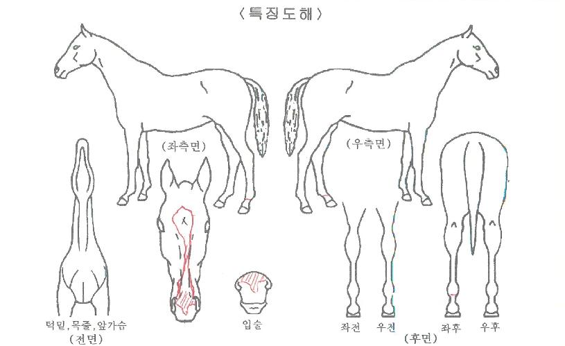 ÈÀÌÆ®ÇöóÀ×ÀÇ Ãø¸é,¿ì¸é,µÞ¸é,µÎ»ó,´Ù¸®ÀÇ Æ¯Â¡µµÇØ