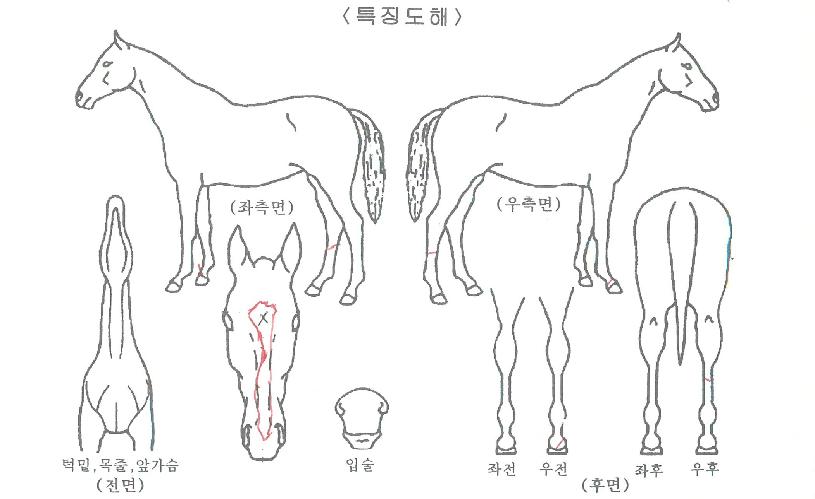 ÇØµ¿ÀǺ°ÀÚ¸¶ÀÇ Ãø¸é,¿ì¸é,µÞ¸é,µÎ»ó,´Ù¸®ÀÇ Æ¯Â¡µµÇØ