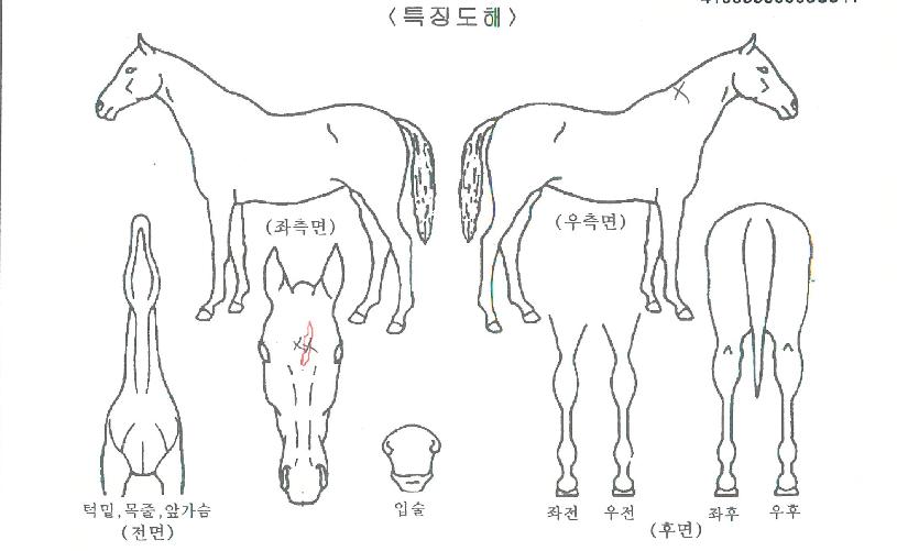 �����̽ø��� ����,���,�޸�,�λ�,�ٸ��� Ư¡����