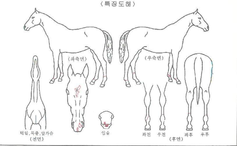 ºñÄÉÀ̽ºÀ§Æ®ÀÇ Ãø¸é,¿ì¸é,µÞ¸é,µÎ»ó,´Ù¸®ÀÇ Æ¯Â¡µµÇØ