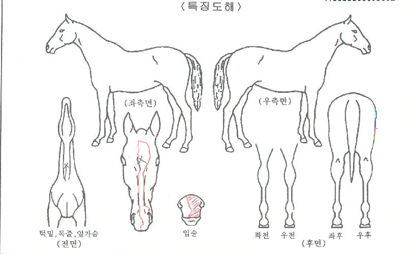 Á¦´Ï½ºÆÄ¿öÀÇ Ãø¸é,¿ì¸é,µÞ¸é,µÎ»ó,´Ù¸®ÀÇ Æ¯Â¡µµÇØ