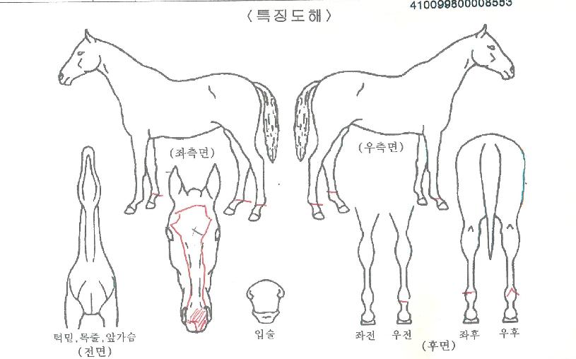 Ä«º£¸®ÀÚ¸¶ÀÇ Ãø¸é,¿ì¸é,µÞ¸é,µÎ»ó,´Ù¸®ÀÇ Æ¯Â¡µµÇØ