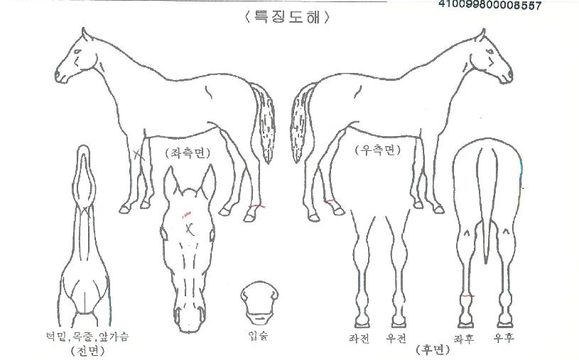 �ٵ�Ÿ�� ����,���,�޸�,�λ�,�ٸ��� Ư¡����