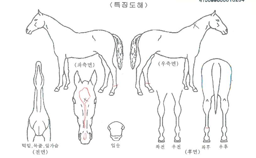 Æ÷À¯·¯ºêÀÇ Ãø¸é,¿ì¸é,µÞ¸é,µÎ»ó,´Ù¸®ÀÇ Æ¯Â¡µµÇØ