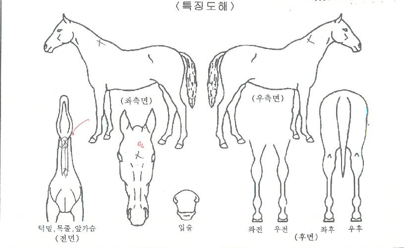 ¸¶ÀÌÄýÀÇ Ãø¸é,¿ì¸é,µÞ¸é,µÎ»ó,´Ù¸®ÀÇ Æ¯Â¡µµÇØ