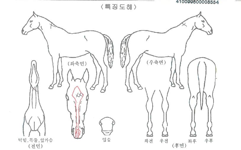 ´Ù½ÂÀÌÀÇ Ãø¸é,¿ì¸é,µÞ¸é,µÎ»ó,´Ù¸®ÀÇ Æ¯Â¡µµÇØ