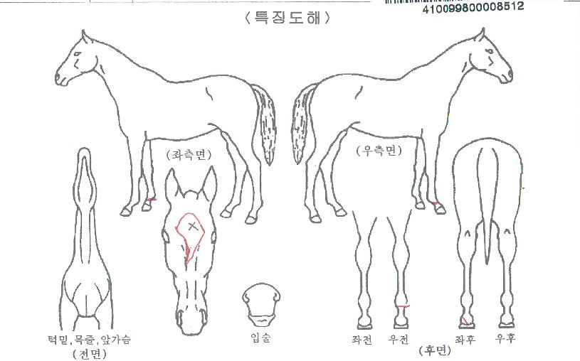 ½ºÅ¸·¯½ÃÀÇ Ãø¸é,¿ì¸é,µÞ¸é,µÎ»ó,´Ù¸®ÀÇ Æ¯Â¡µµÇØ