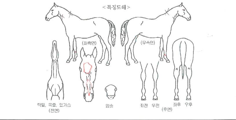 ¾Ö´ÏƼÁîÀÇ Ãø¸é,¿ì¸é,µÞ¸é,µÎ»ó,´Ù¸®ÀÇ Æ¯Â¡µµÇØ