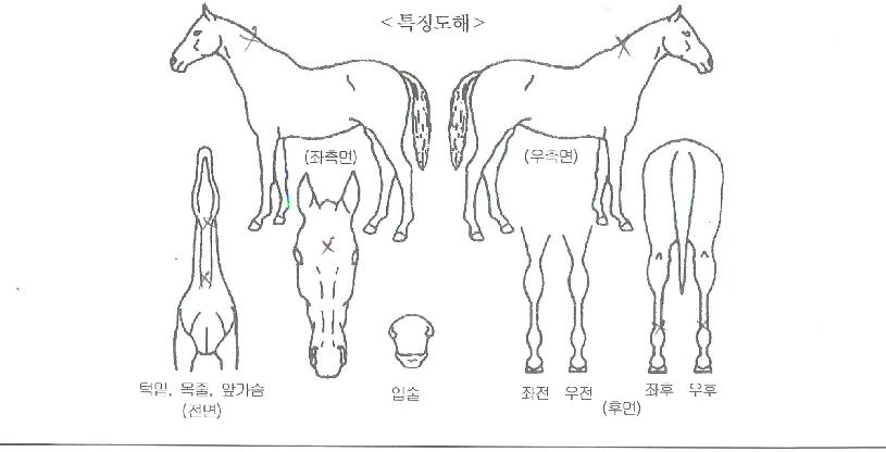 ����Ȧ���� ����,���,�޸�,�λ�,�ٸ��� Ư¡����