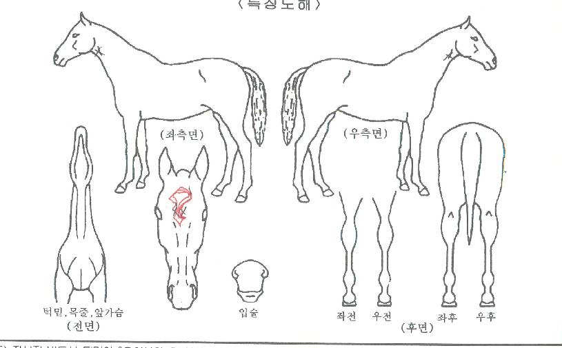 �׶��ǵ��� ����,���,�޸�,�λ�,�ٸ��� Ư¡����