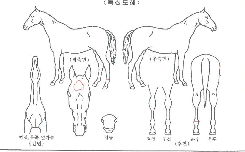 ��ȣ��ƼǮĹ�� ����,���,�޸�,�λ�,�ٸ��� Ư¡����